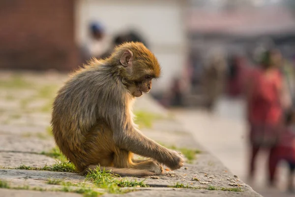 Mono Divertido Templo Katmandú — Foto de Stock