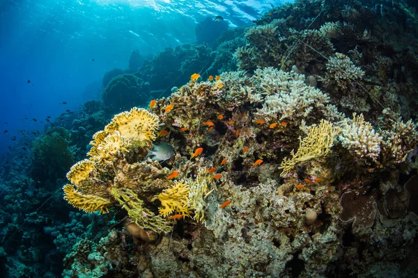 Красивый Коралловый Сад Красном Море Шарм Эль Шейх Египет — стоковое фото