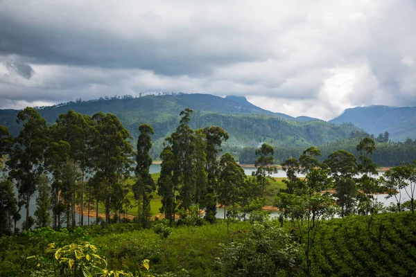 Brillante Piantagione Sri Lanka — Foto Stock