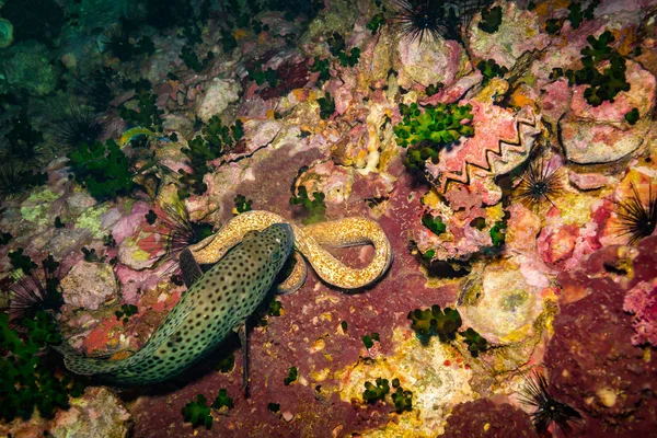 Moray Koraal Rif Buurt Van Koh Tao Eiland Thailand — Stockfoto