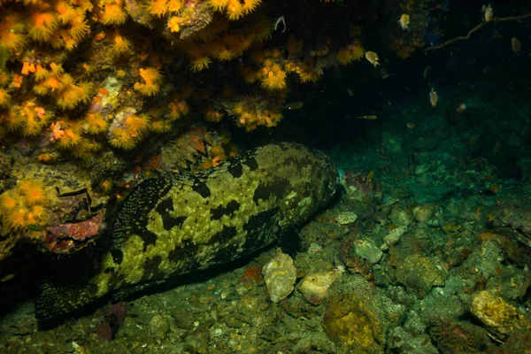 Unterwasser Ansicht Von Malabar Zackenbarsch Der Nähe Der Insel Koh — Stockfoto