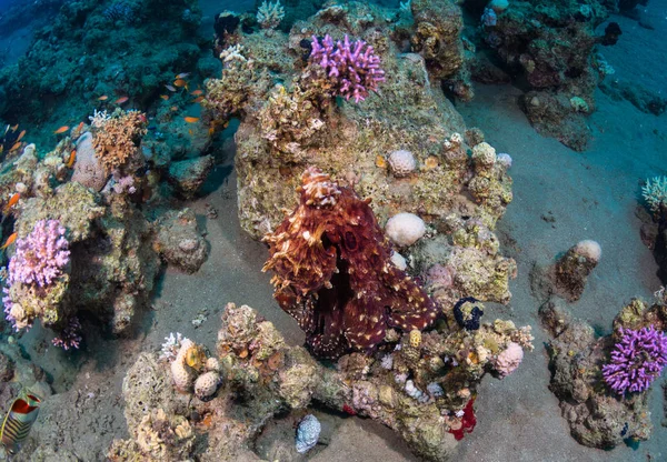 Bläckfisk Botten Röda Havet — Stockfoto