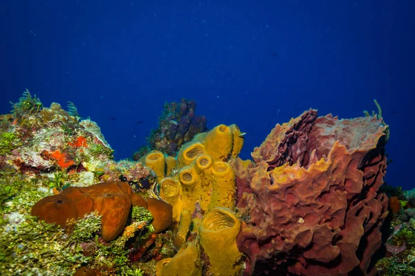 Krásné Barevné Korálové Útesy Ostrova Cozumel Karibské Moře — Stock fotografie