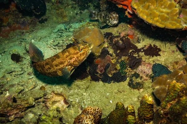 Vista Subaquática Malabar Grouper Perto Ilha Koh Tao Tailândia — Fotografia de Stock