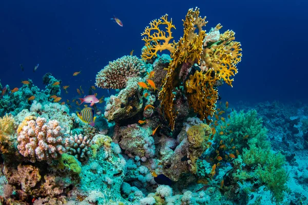 Красиві Коралові Саду Червоне Море Шарм Аль Шейх Єгипет — стокове фото
