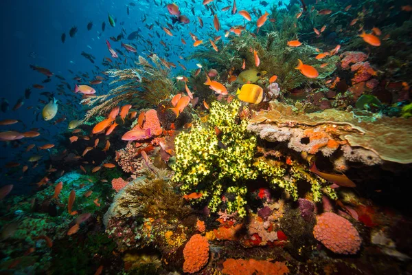 インドネシア コモド国立公園のサンゴ礁に美しいサンゴ — ストック写真