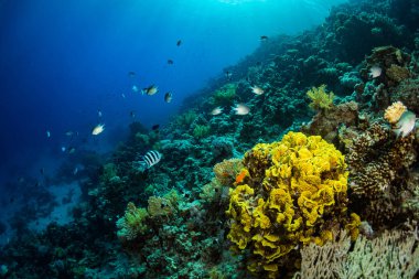 Kızıldeniz, Sharm El Sheikh, Mısır'daki güzel mercan Bahçe