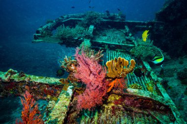 okyanus flora ve fauna Bali, Endonezya sualtı çekimi