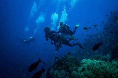 Kızıldeniz resifüzerinde Dalgıçlar