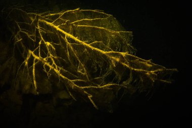 Ukrayna nehrin dibini doğası