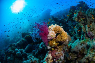 Sharm El-Sheikh, Mısır'daki güzel şeffaf deniz sualtı görünümü