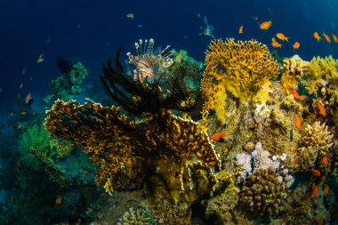 Red Sea'deki/daki güzel mercan kırmızı Lionfish avcılık