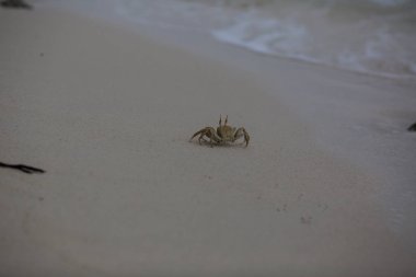 Maldivler Adaları tatil sırasında gevşeme