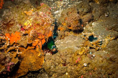 Mantis karides mercan Bali Adası üzerinde
