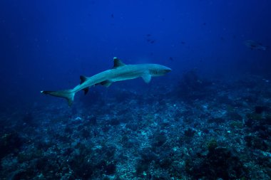 Komodo Ulusal Parkı içinde beyaz ucu köpekbalığı sualtı görünümünü