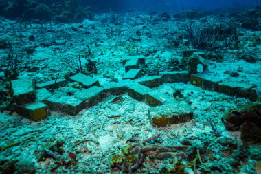 okyanus flora ve fauna Bali, Endonezya sualtı çekimi