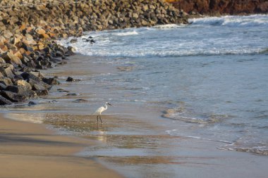 Sahilde günbatımı Hint Okyanusu boyunca ak balıkçıl yürür