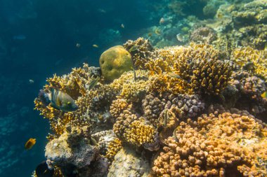 Kızıldeniz, Sharm El Sheikh, Mısır'daki güzel mercan resif sualtı görünümünü