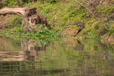 Timsah Chitwan Milli Parkı içinde