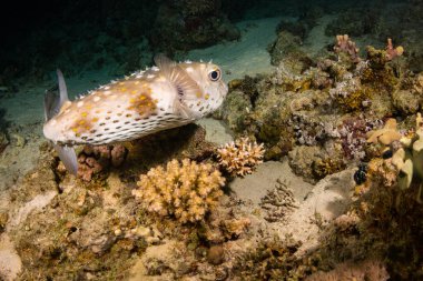 Spotfin Burrfish güzel mercan kayalığı Red Sea'deki/daki üzerinde