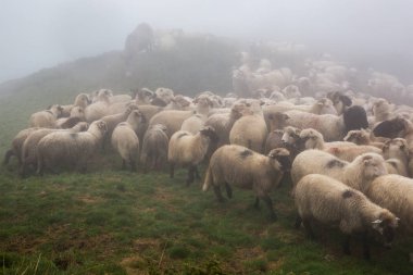 Dağlardaki otlaktaki koyun sürüsü