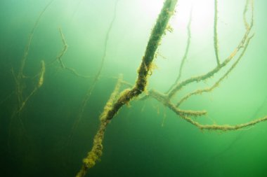 yeşil suda dalların sualtı çekim