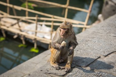 Maymun bir tapınak Kathmandu