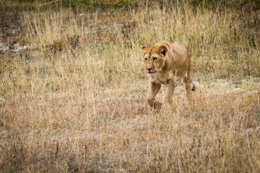 Bir dişi aslan çim portre