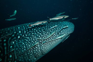 Balina köpekbalığı Koh Tao Island, Tayland yakınındaki sualtı görünümünü