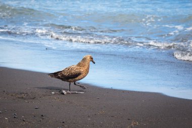 İzlanda ısırık leş plajında martı