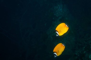 Kot Tao Island, Tayland yakınındaki resif üzerinde güzel Butterflyfishes