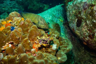 güzel balık sualtı görünümünü resif yakınındaki Kot Tao Island, Tayland tarihinde