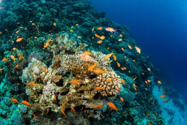 güzel tropikal balıklar Kızıldeniz, Sharm El Sheikh, Mısır'daki mercan kayalığı arka plan üzerinde