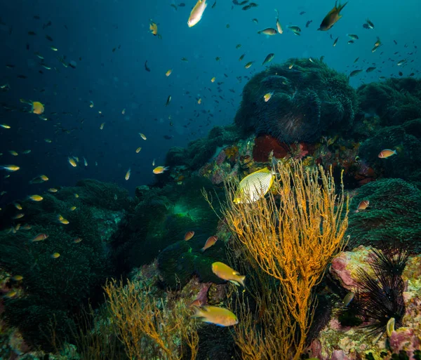 Подводный Вид Морской Анемон Коралловом Рифе Тао Koh Tao Таиланд — стоковое фото