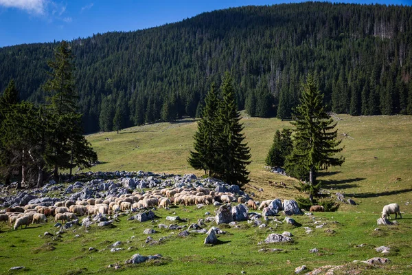 Troupeau Moutons Pâturage Sur Les Montagnes — Photo