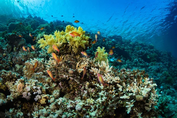 Tropical fishes on beautiful coral garden in Red Sea, Sharm El Sheikh, Egypt