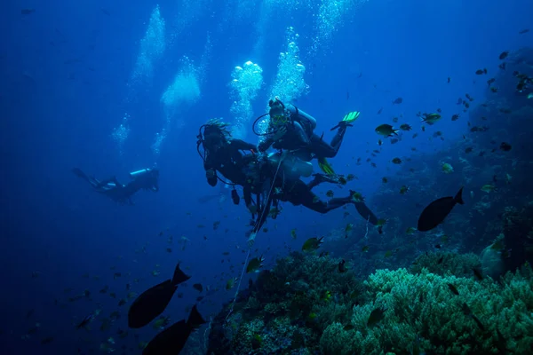 Plongeurs Sur Récif Mer Rouge — Photo