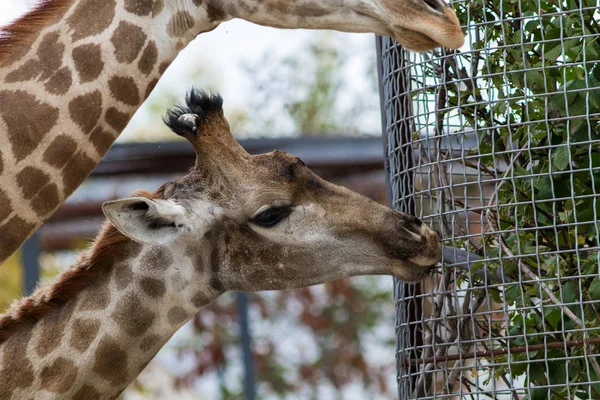 Giraffes couple in the Crimean safari park