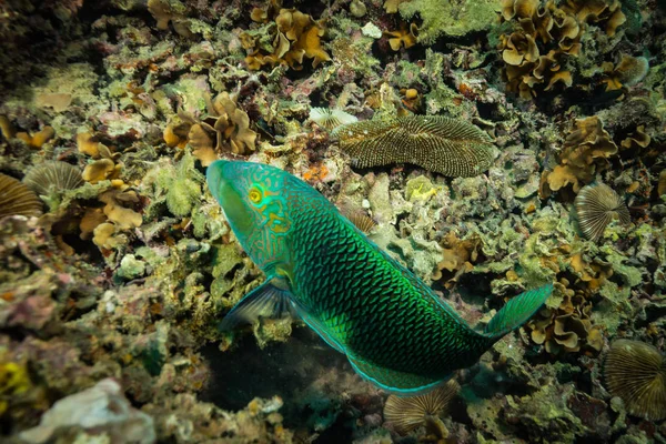 Peixe Papagaio Recife Koh Tao Tailândia — Fotografia de Stock