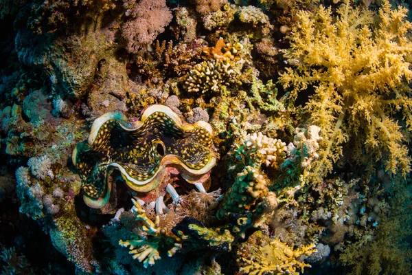 Tridacninae Arrecife Mar Rojo Sharm Sheikh Egipto — Foto de Stock