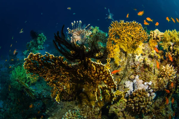 Червоний Lionfish Полювання Красиві Коралові Рифи Червоному Морі — стокове фото