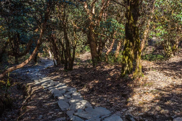 Pasos Pista Campamento Base Annapurna Nepal — Foto de Stock