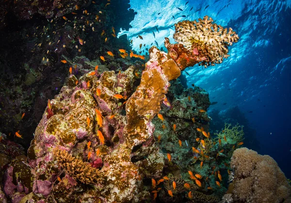 Piękne Ogrody Koralowe Red Sea Szarm Szejk Egipt — Zdjęcie stockowe