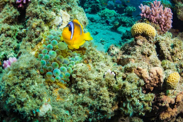 Peces Tropicales Sobre Fondo Del Arrecife Coral Mar Rojo Sharm —  Fotos de Stock