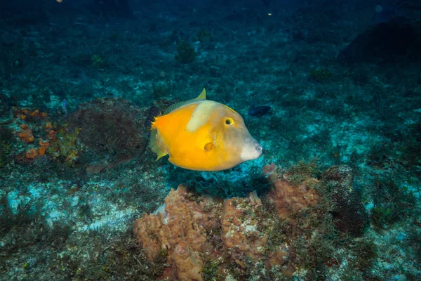 Onderwater Shoot Van Oceaan Flora Fauna Bali Indonesië — Stockfoto