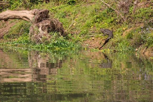 Timsah Chitwan Milli Parkı içinde