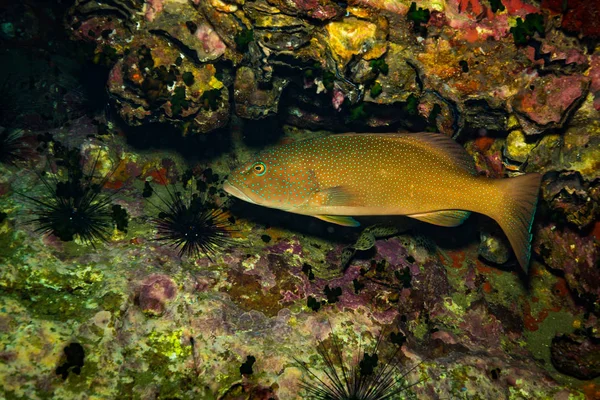Undervattensvy Malabar Grouper Nära Koh Tao Thailand — Stockfoto
