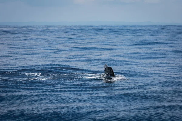 Walvis Spotten Sri Lanka — Stockfoto