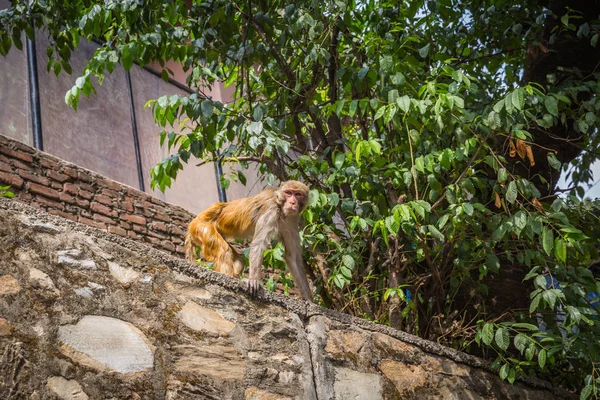funny monkey in temple in Kathmandu