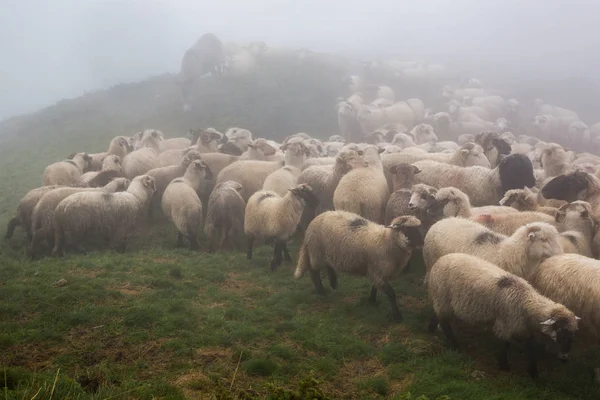 Dağlardaki otlaktaki koyun sürüsü